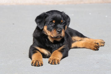 are rottweilers brachycephalic