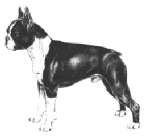 Boston store terrier standard