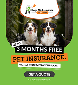 Saint Bernard Personality and Origins - PD Insurance NZ